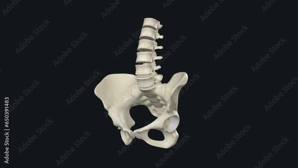 Muscles Of The Pelvis And Perineum Anal Sphincter Internal Encircles The Anal Canal