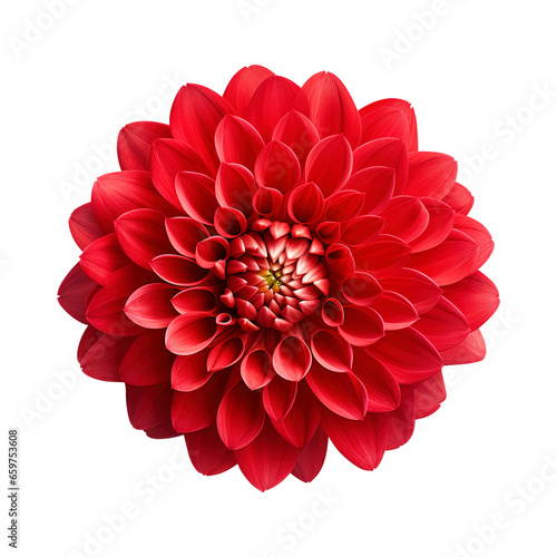 red dahlia flower isolated on transparent background Remove png, Clipping Path