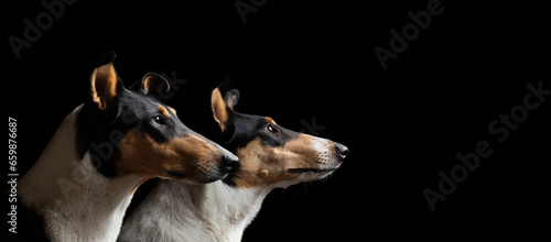 two tricolor smooth collie dogs profile head portrait on a black background in the studio
