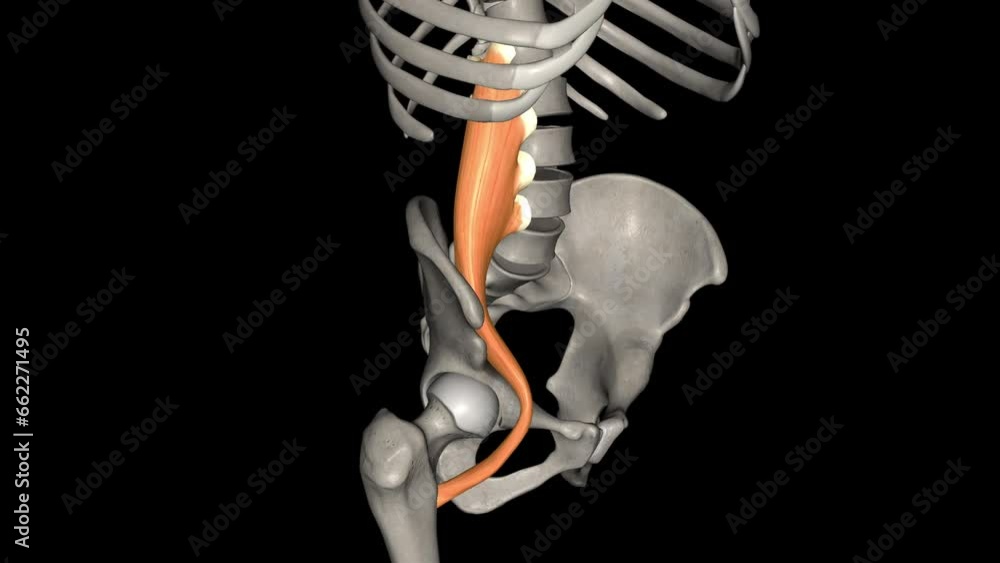 Vid O Stock The Psoas Muscle Is A Paraspinal Muscle Located Deep In The