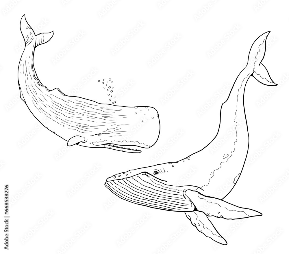 Sperm Whale And Blue Whale To Color In Template For A Coloring Book