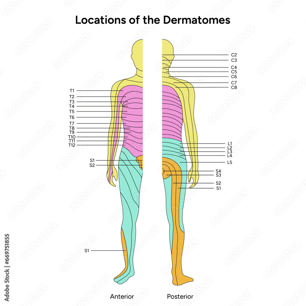 Location Of The Dermatomes Major Dermatomes And Cutaneous Nerves Anterior And Posterior View
