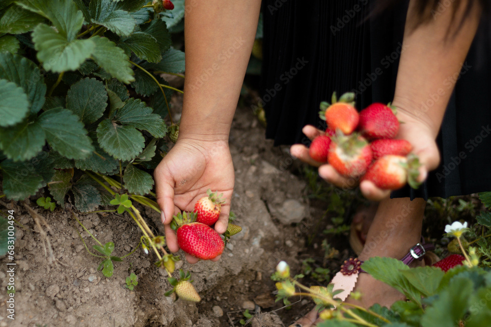 Cosecha En El Campo De Fresas Cultivo De Colinas En Per Recolecci N