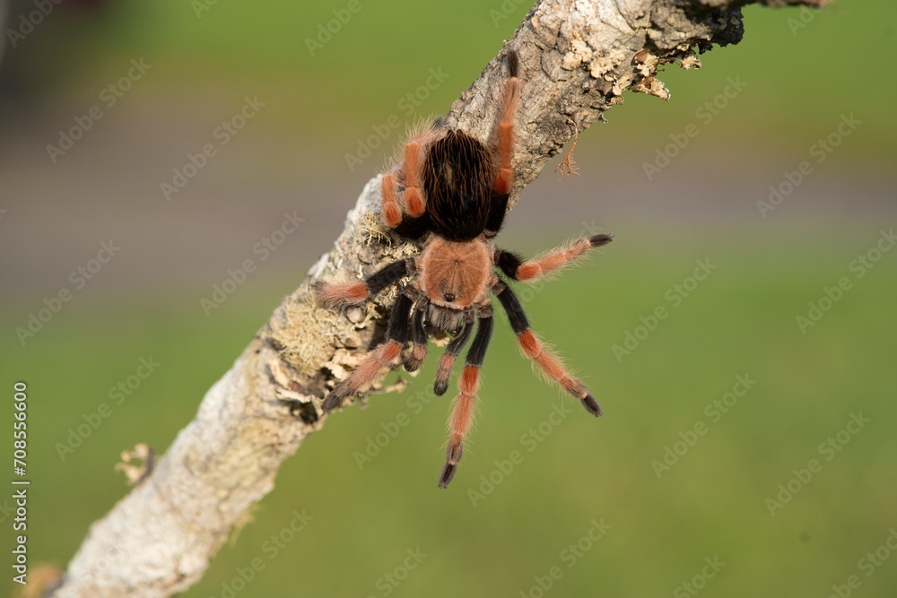 Brachypelma smithi Mexican redknee tarantula Sklípkan Smithův have