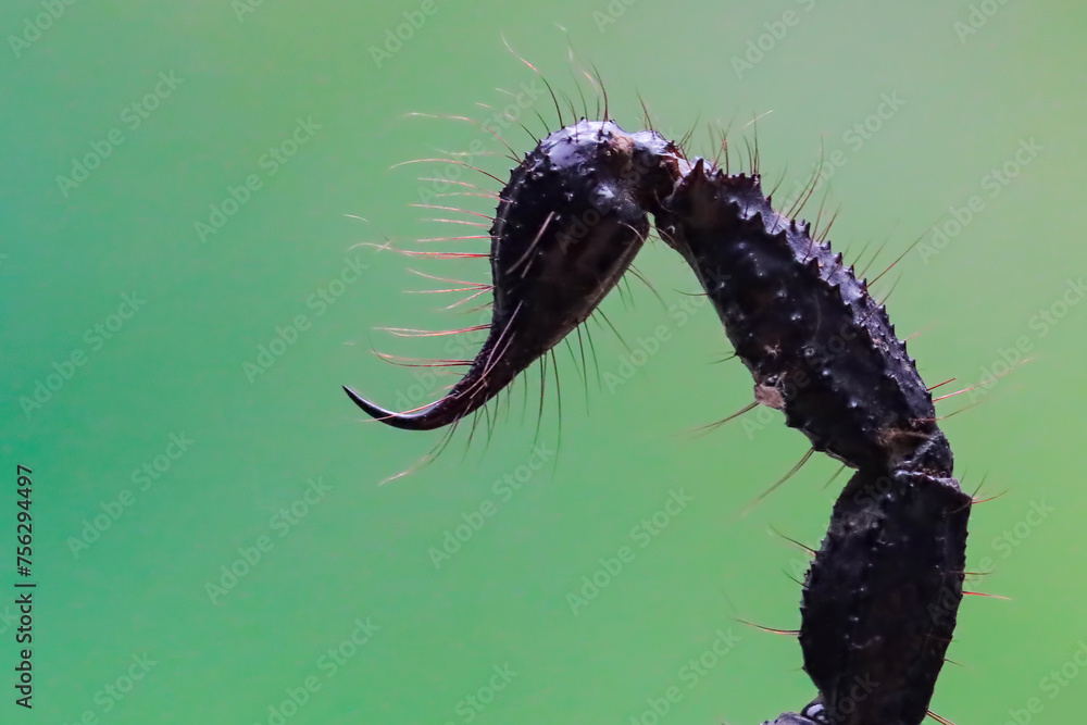 Asian Forest Scorpion Tails Heterometrus Spinifer Closeup Tails Of