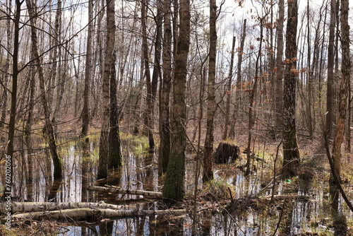 Spring European swamp and forest near Warsaw.