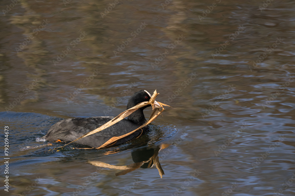 Eurasian Coot Fulica Atra With Nesting Material In Its Beak Swimming