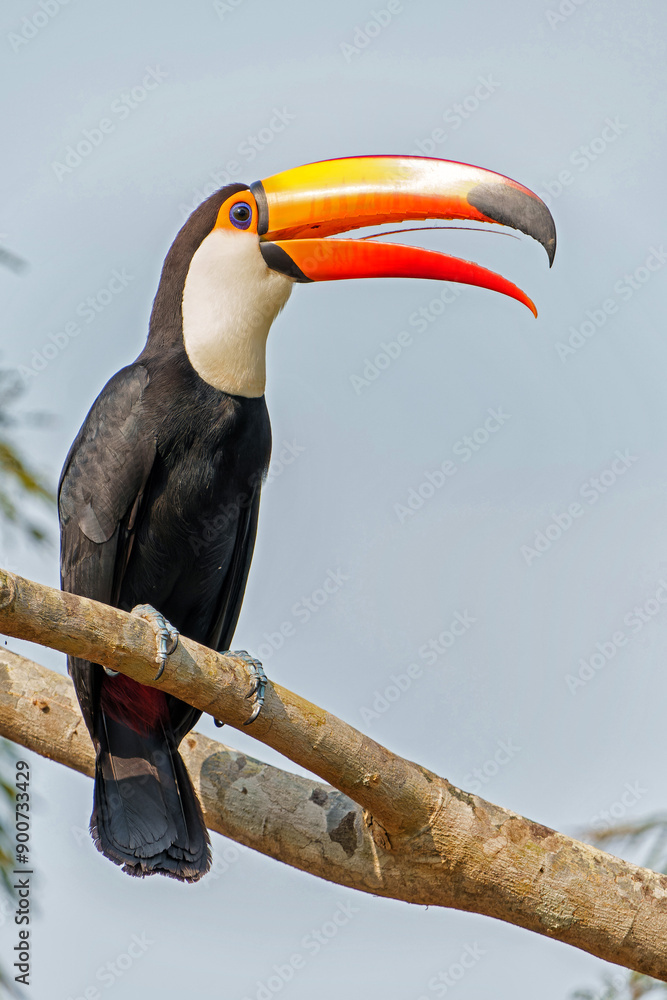 The Toco Toucan Ramphastos Toco Also Known As The Common Toucan Or