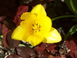 tulipe jaune