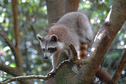 Cuadros en Lienzo Raton laveur ou racoon (Guadeloupe) 3