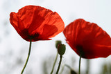 160_f_12214_xnwgv45clqjobzejblzj124d1glvfp