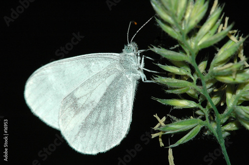 Tapeta ścienna Mały motyl