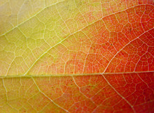 Background Leaf In Green, Yellow And Red