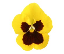 Design Elements: Yellow Pansy
