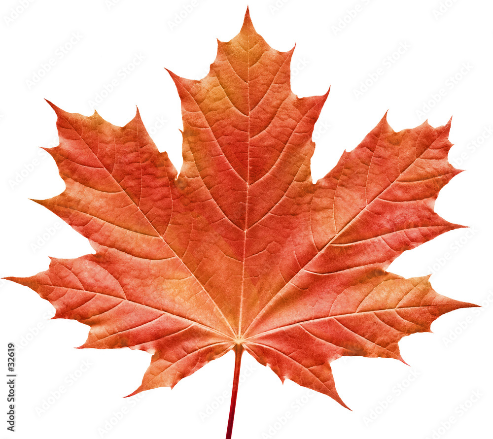 reddish maple leaf - obrazy, fototapety, plakaty 
