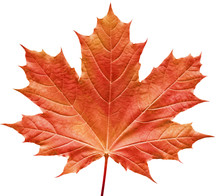 Reddish Maple Leaf