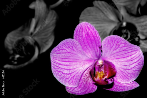 Obraz na płótnie canvas czteroczęściowy "tetraptyk" Selektywna orchidea