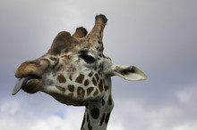 Giraffe Sticking Tongue Out