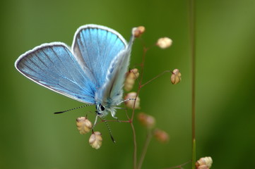 papillon azuré