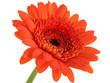 canvas print picture - deep orange gerber daisy focus in center