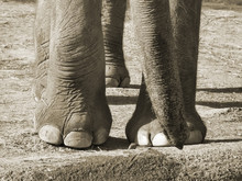Elephant Feet And Trunk