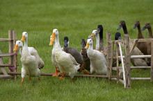 Group Of Ducks Jumping A Fence