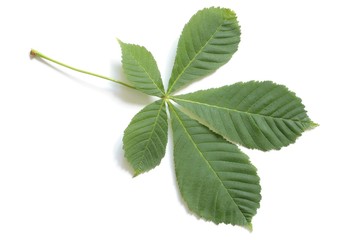 Wall Mural - leaf