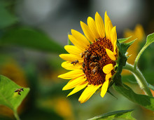 Busy Bee And Sunflower