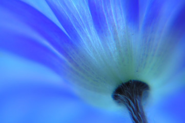 Wall Mural - blue anemone