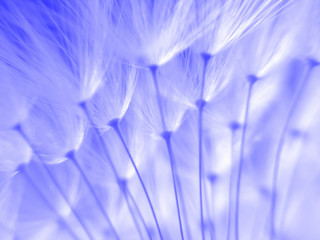 Poster - blue dandelion seeds