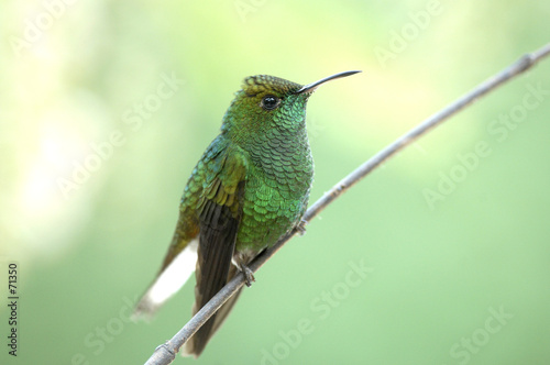 Plakat na papierze fotorealistycznym Colibri