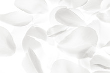 White Rose Petals On White