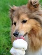 dog licking icecream