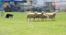 Sheep Dog 4950