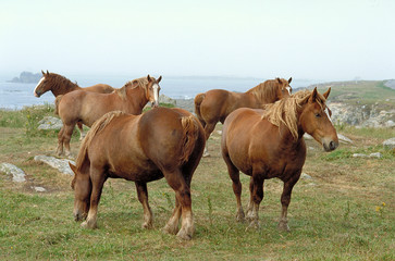  chevaux de trait breton