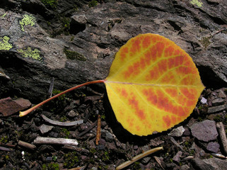 fall aspen leaf