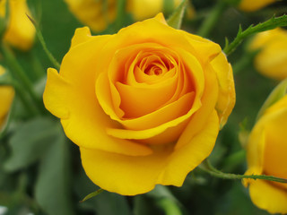 Wall Mural - close-up of yellow rose