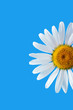 canvas print picture - daisy on blue