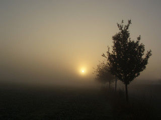 Wall Mural - morning has broken