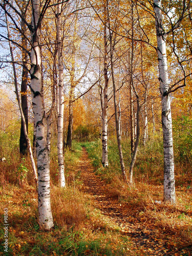 Board z aluminiowym obramowaniem Jesień w birchwood