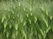 Green Field With Wheat Corn