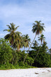 Leinwandbild Motiv coconut tree at beach