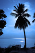 Leinwandbild Motiv coconut tree silhouette
