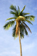 Leinwandbild Motiv coconut tree