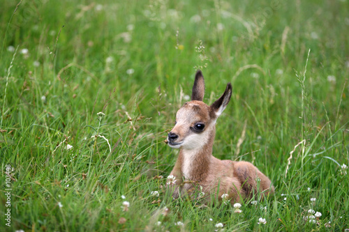 Bebe Chamois Photo Stock Adobe Stock