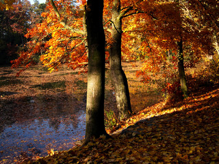 Wall Mural - autumn forest and lake