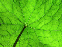 Leaf Of Nasturtium 3