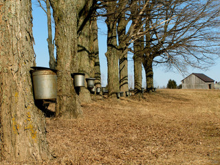 maple trees with buckets