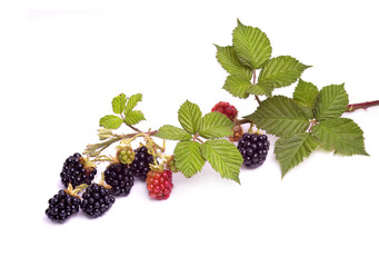 blackberry