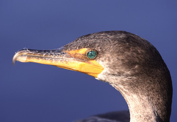 cormorant